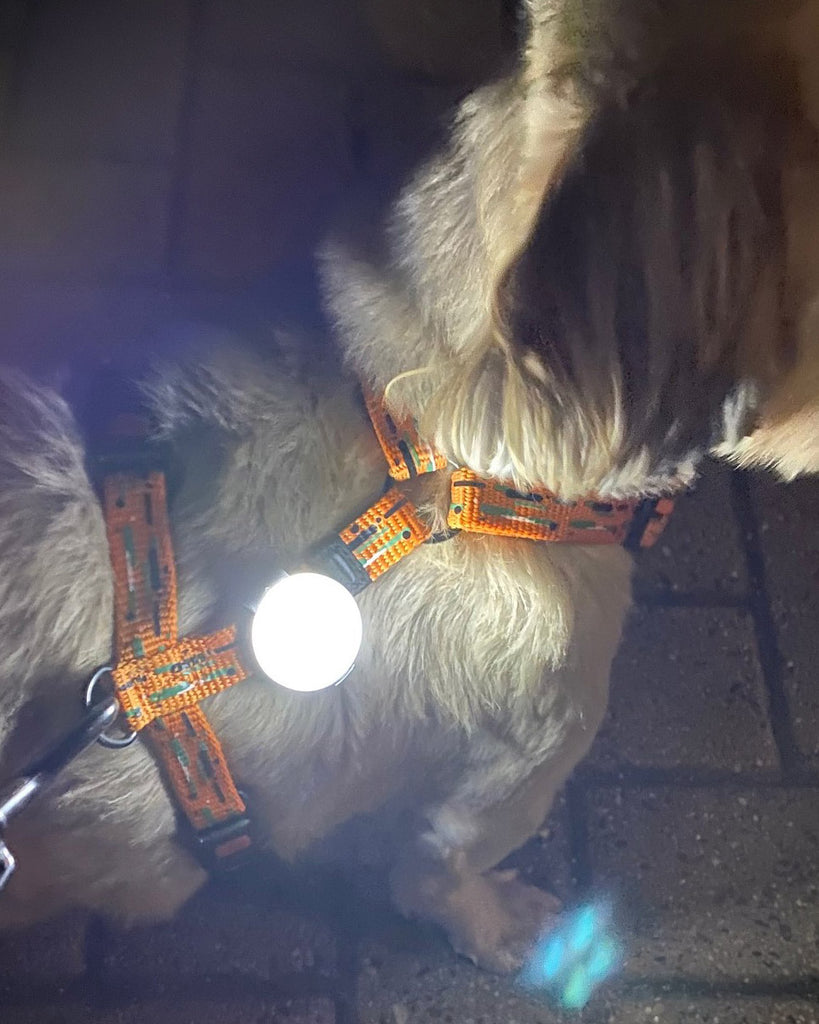 doe niet onduidelijk Weggooien LED-Lampje voor Hond | USB oplaadbaar | LED lichtje voor Honden