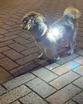 LED Lampje voor Hond | Superbay