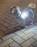Informatie LED Lampje voor Hond